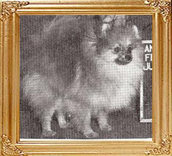 Mckameys_Sundawn_Joli_Beau_Ch_37080.jpg