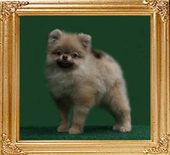 Mocha_Sundae_7mo.jpg
