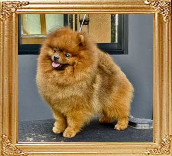 Moxiepoms_Mario_Tida_The_Prince1.jpg