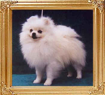 Nabobs_Hes_Stolane_Myheart_37596.jpg