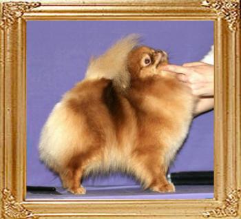 Oroslando_Caramel_Sweet.jpg