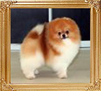 Oroslando_Napoleon_Pantaleon.jpg
