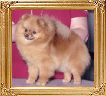 Pomhavens_Gucci_Accenti_Am_Can_Ch_47840.jpg