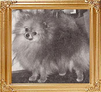 Queenaire_Foxy_Lady_Ch_38560.jpg