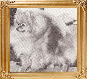 Queenaire_Orange_Pippin_24110.jpg