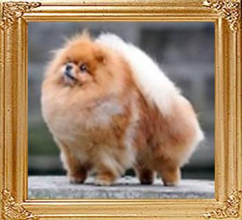 Razzle_Dazzle_Heavenly_Choir_Ch_10527.jpg