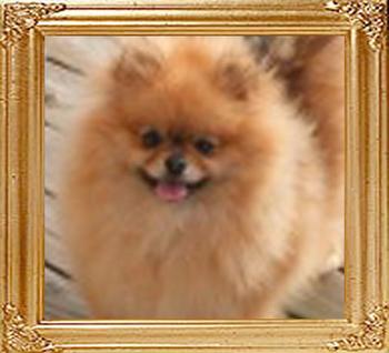 Rodis_CR_Queen_of_Star_CH.jpg