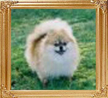 Scarlet_Beautys_Oprahrose.jpg