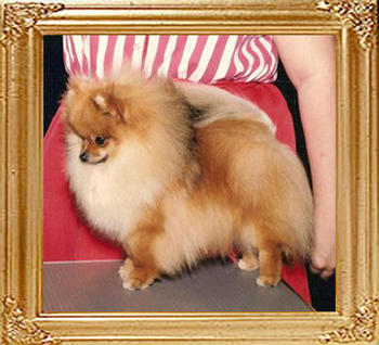 Shy_Acres_Little_Beau_Jangles_Ch_39470.jpg