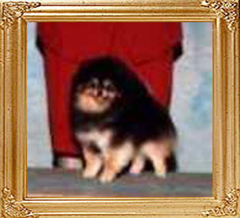 Shy_Acres_Millenium_Gem_Ch_39473.jpg