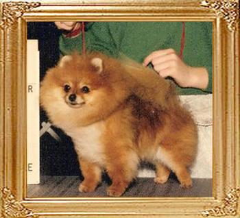 Shy_Acres_Will_O_Coompaw_Ch_39477.jpg