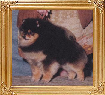 Southlands_Black_Tie_N_Tails_39716_HOF.jpg