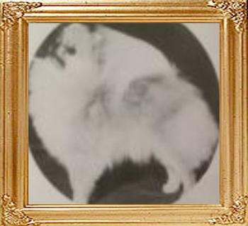 Sueacres_Oragina_For_Abbeyleigh_.jpg