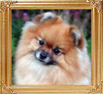 Susitnas_Temper_N_A_Teacup_19060.jpg
