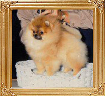 Sweethearts_Nugget_O_Gold_40135.jpg
