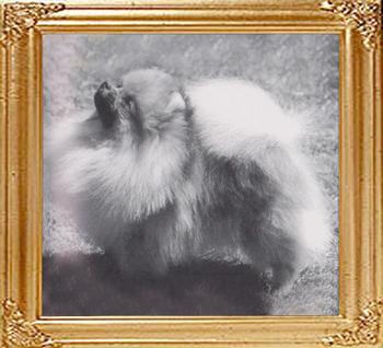 Thelbern_Chantilly_LAce.jpg
