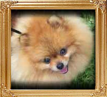 Tlc_Maggie_May_Rocks_O_moss.jpg