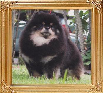 Tokie_True_Colour_42076.jpg