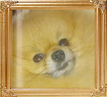 Toybox_Dot_Pom_.jpg