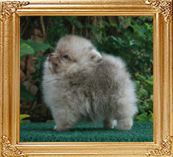 Triton_x_Azella_M_beaver_3mo_1wk.jpg