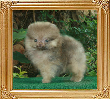 Triton_x_Azella_M_choco_3mo_1wk.jpg