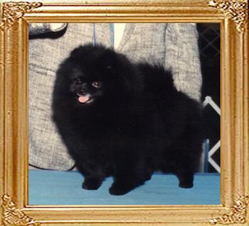 Wee_Hearts_Elvira_Ch_47945.jpg