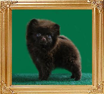 Yingyang_Anabella_of_Canton_2mo_1.1_lbs.jpg