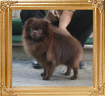 Yingyang_Andwari_Pride_1yr_4mo_5.5lbs_5485.jpg