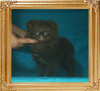 Yingyang_Andwari_Pride_2.42lbs_3mo_P6-6_0495.jpg