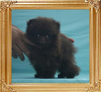 1.4lbs at 2months 2weeks Yingyang_Andwari_Rules_2mo_2wk_1.4lbs_5326.jpg