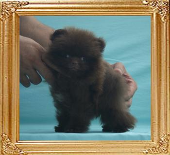 1.4lbs at 2months 2 weeks Yingyang_Andwari_Rules_first_2mo_2wk_1.4lbs_5380.jpg
