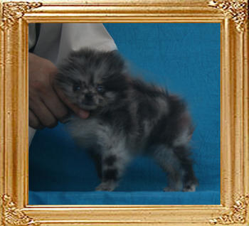 Yingyang_Appalloosa_Jane_0.99lbs_2mo_2wk_P6-6_0314.jpg