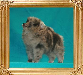 Yingyang_Appalosa_Belle__1.5lbs_1mo_3wk_47572.jpg