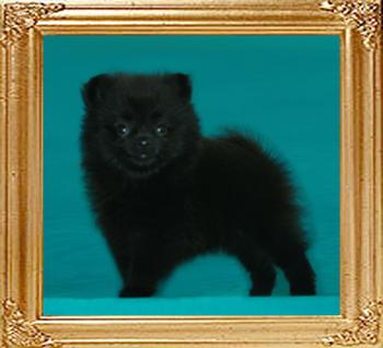 Yingyang_Babauska_1mo_3wk_1.1lbs_47276.jpg