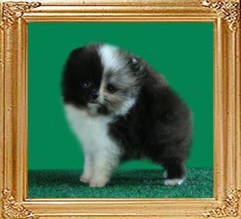 Yingyang_Bagdad_2mo_0.7_lbs.jpg