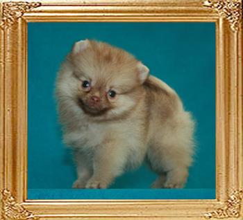 Yingyang_Beau_Zephyr_1mon_3wk_1.1lbs_47251.jpg