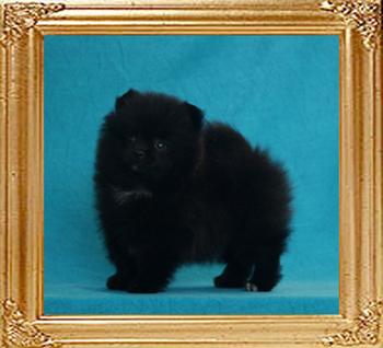 1.4lbs at 2 months minus 8days Yingyang_Black_Bliss_2mos_minus_8days_1.4lb_framed.jpg