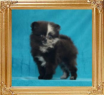 Yingyang_Black_Calico_of__Canton_3lbs_2mo_1wk.jpg