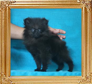Yingyang_Black_Gabriel_3mo_1.6lbs_P6-6_8959.jpg