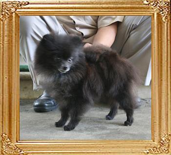 Yingyang_Black_Maja_5.06lbs_5yr_2mo_2wk_P5-5_3550.jpg