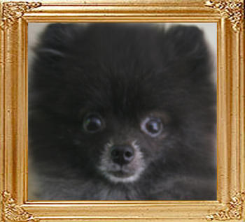 Yingyang_Black_Maja_6yr_7mon_5.28lbs_4973.jpg