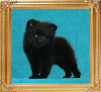 Yingyang_Black_Necessities__unregistered_2mo_1wk_1.4lbs.jpg