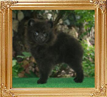 Yingyang_Black_Salamander.jpg