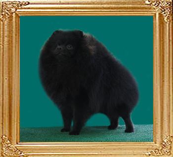 Yingyang_Black_Salamander_10mo.jpg