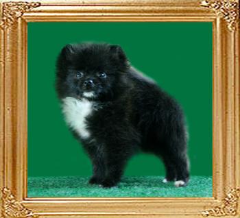 Yingyang_Black_Swan_2mo_1.5_lbs.jpg