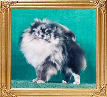 Yingyang_Blue_Chinchilla_2_years_6_months_4917.jpg