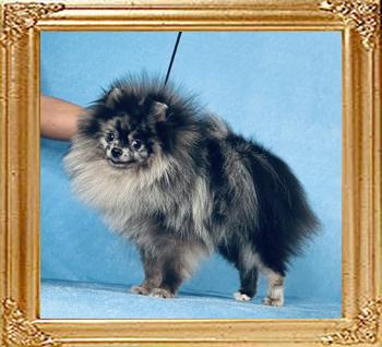 Yingyang_Blue_Chinchilla_2_yrs_4_mos_2373.jpg
