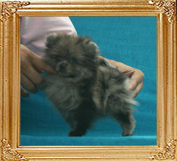 Yingyang_Blue_Gizelle_1.32lbs_2mo_2wk_P6-6_7480.jpg
