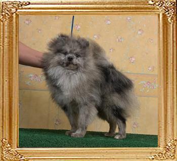 Yingyang_Blue_Winter_1yr_9mos_5.1lbs_0598.jpg