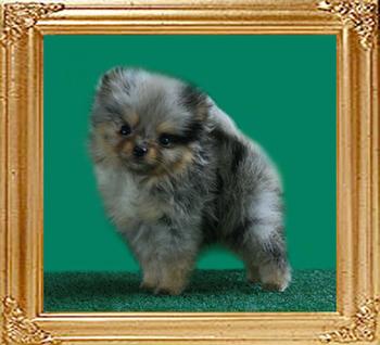 Yingyang_Bluebell_2mo_0.9_lbs.jpg